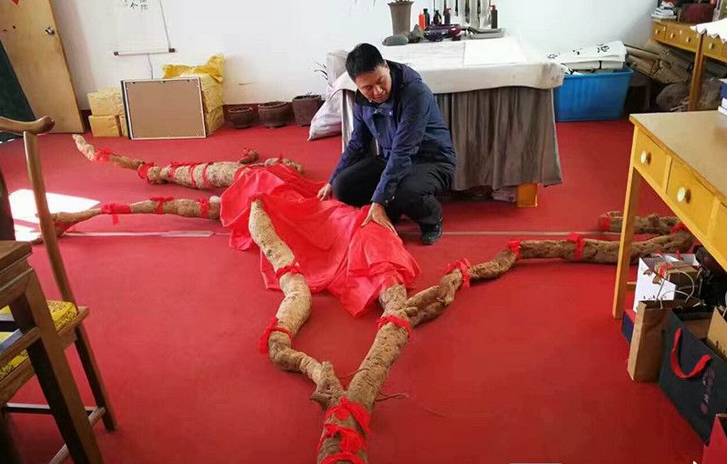 河南现罕见巨型野生“亚洲人参” 重约300斤