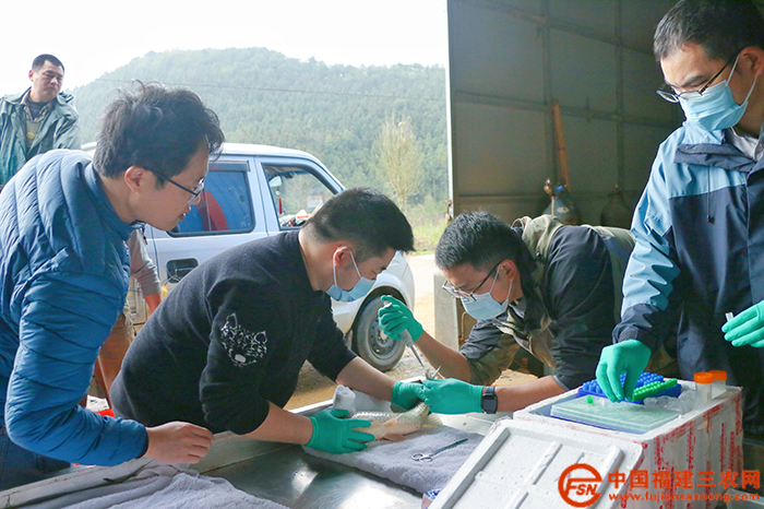 科技特派员福建省淡水水产研究所薛灵展博士带队到顺兴泰渔业开展鲫鱼新品种芯片植入.jpg