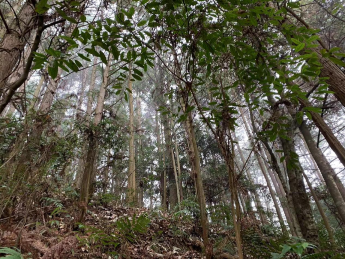 稿2  福建建宁：跑出“碳”索加速度121.png