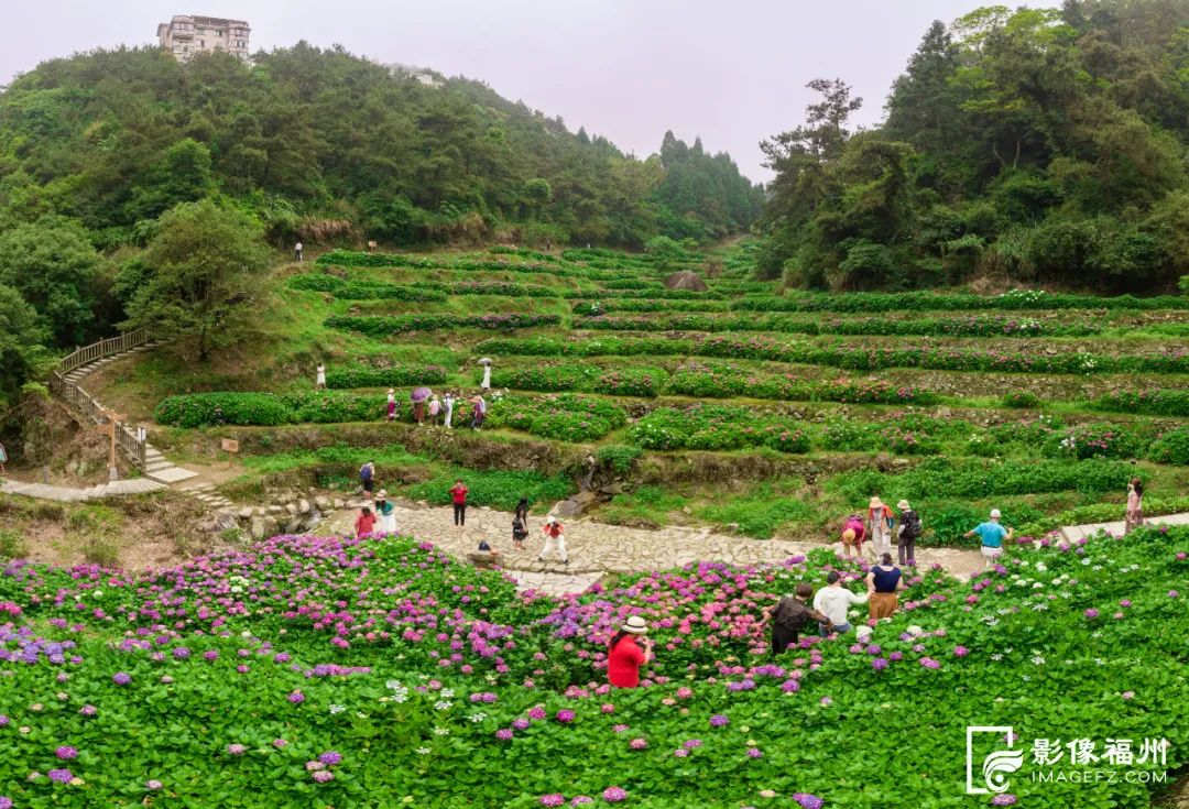 11万株绣球花开！承包你的夏日浪漫！