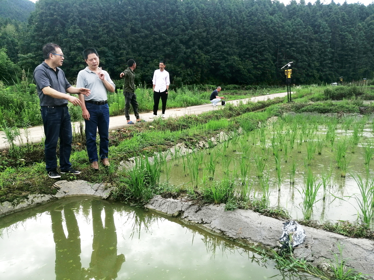 3、6月14日，福建省农业科学院专家到顺昌县土丰村指导稻田养鱼防洪减灾.jpg