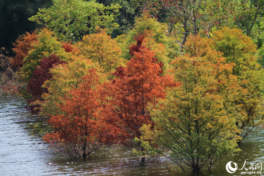 各色落羽杉交织美如画。人民网 陈博摄
