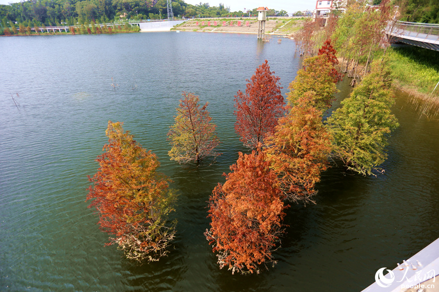 多彩落羽杉在微风中摇曳。人民网 陈博摄