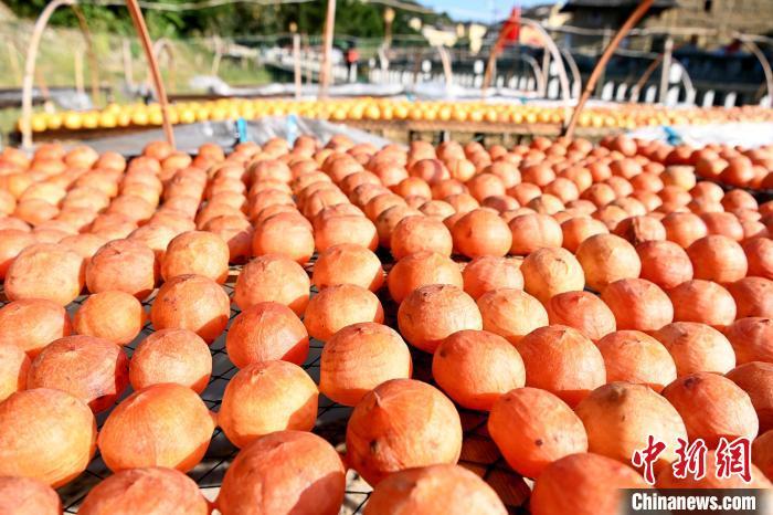 晒柿子成了南江村一道风景线。 张金川 摄