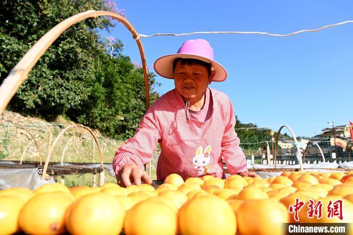 南江村村民晒柿子。 张金川 摄
