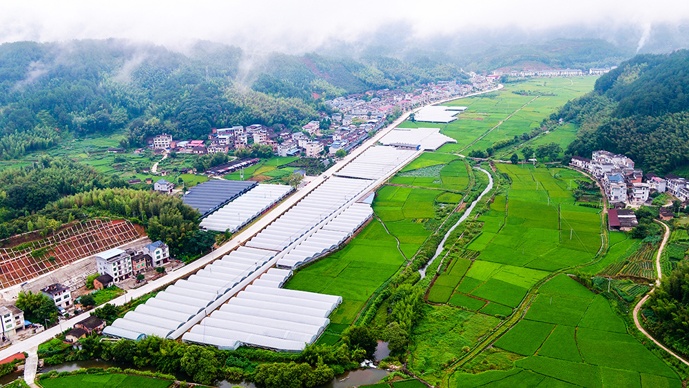 安乐镇多肉种植基地(来源:宁化县融媒体中心)
