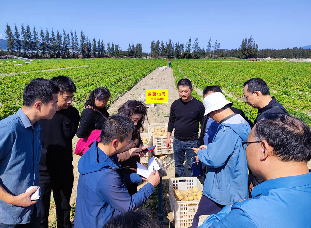 闽薯12号沙地示范片专家测产.jpg